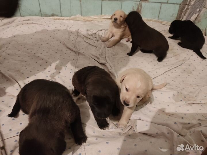 Собака в добрые руки отдам бесплатно