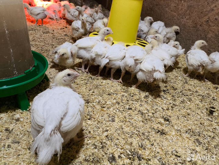Цыплята бройлеры