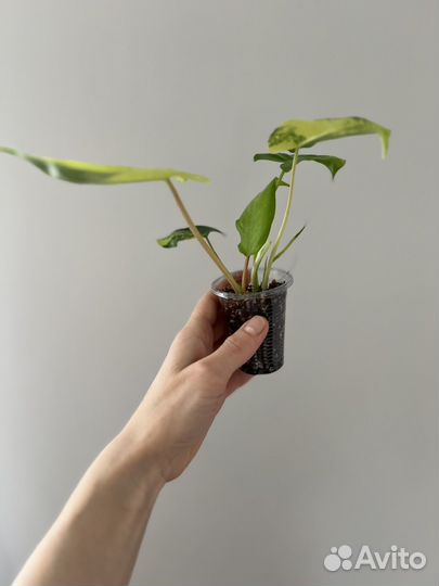 Филодендрон бурле маркс вариегатный