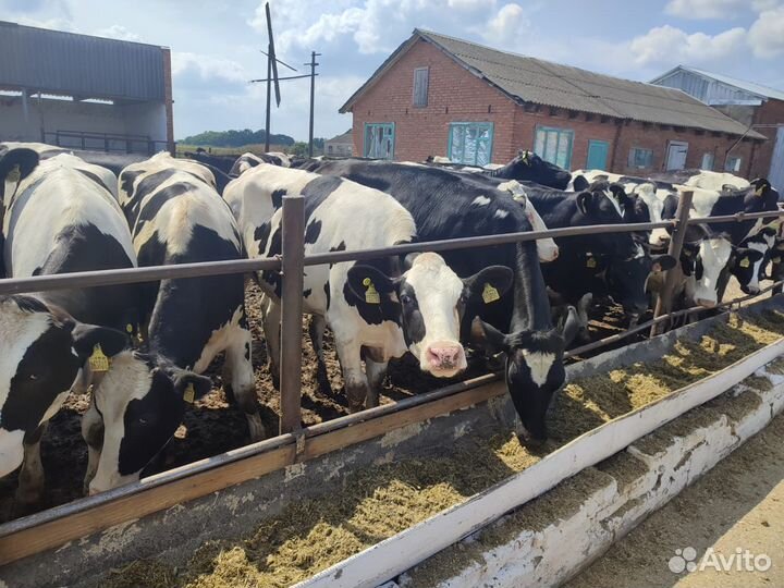 Нетели голштинской породы