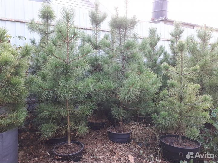 Саженцы кедра