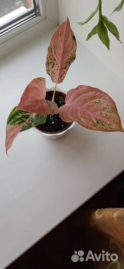 Аглаонема Бидадари/ Bidadari