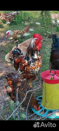 Петухи на племя