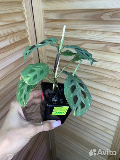 Маранта вариегатная Бьюти Ким