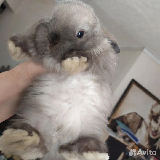 Карликовые кролики