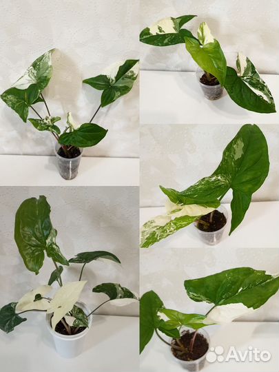 Сингониумы сортовые