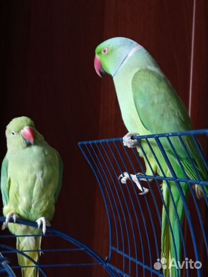 Ожереловый попугай