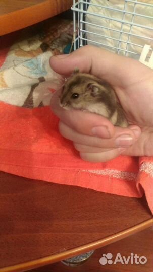 Сумбурские хомячки