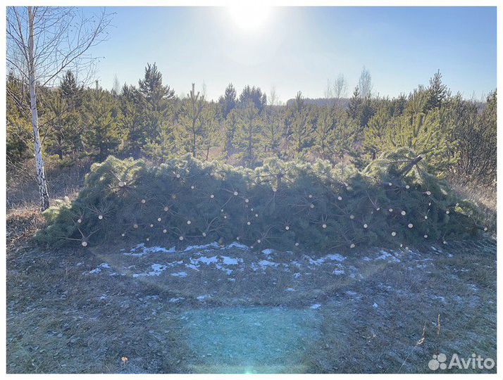 Сосна Рождественская