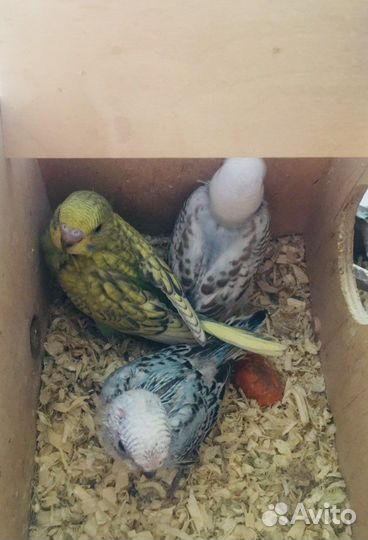 Волнистые попугаи (птенцы)
