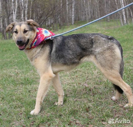 Брусника приют Некрасовка