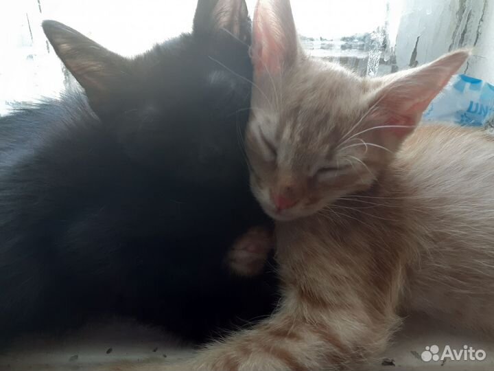 Котята в добрые руки