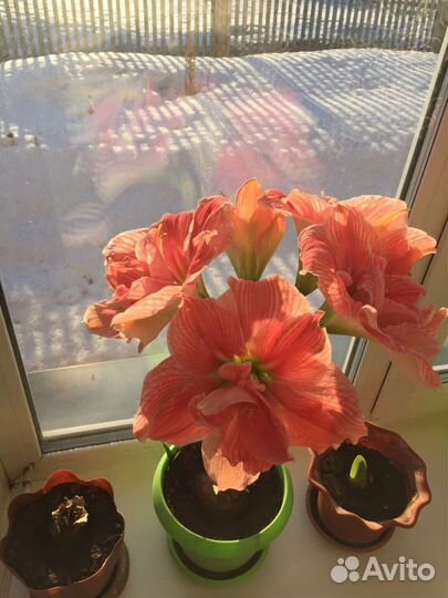 Луковицы гиппеаструма