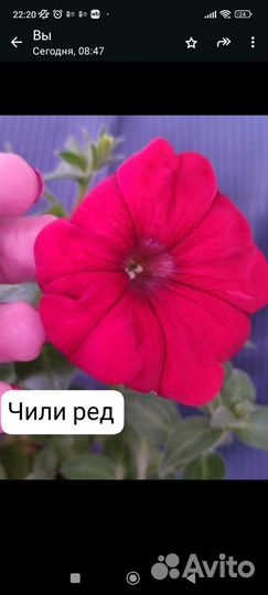 Вегетативная петуния