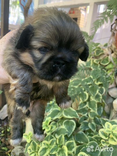 Щенки пекинеса, девочки