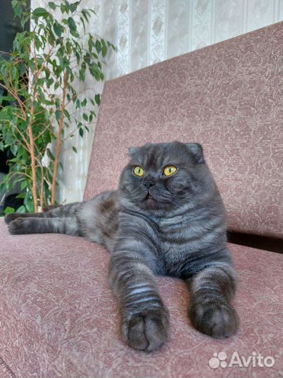 Скоттиш-фолд кот для вязка