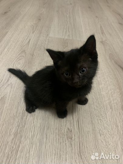 Котята сфинкса черного окраса