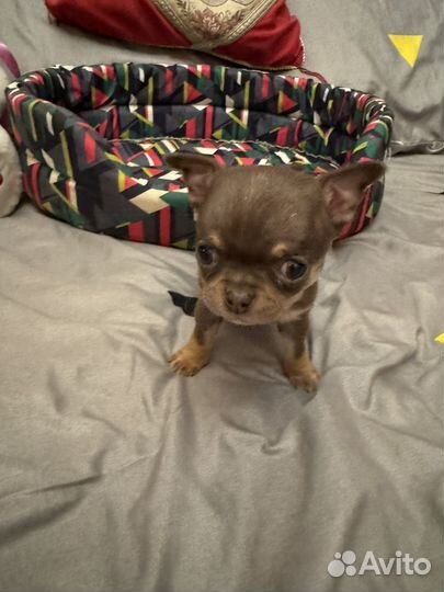 Чихуахуа мини шоколодная