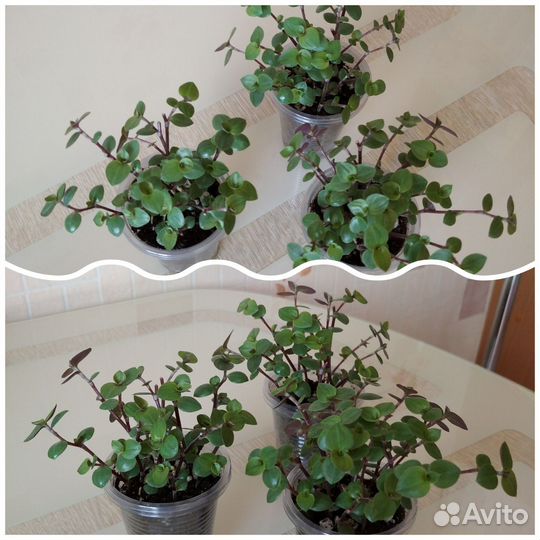 Фикус Бенджамина, Каллизия и др