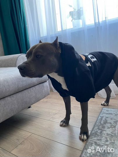 Худи для собак