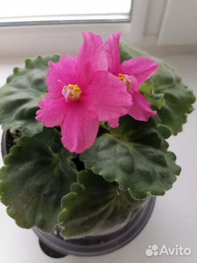 Сортовые фиалки