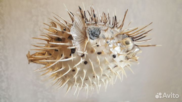 Рыба - шар С шипами(тетраодон) Ракушки