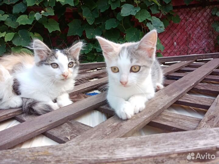 Котята бесплатно