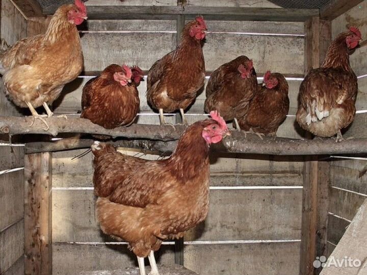 Куры-несушки
