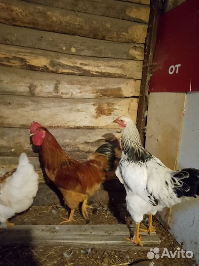 Молодые петухи