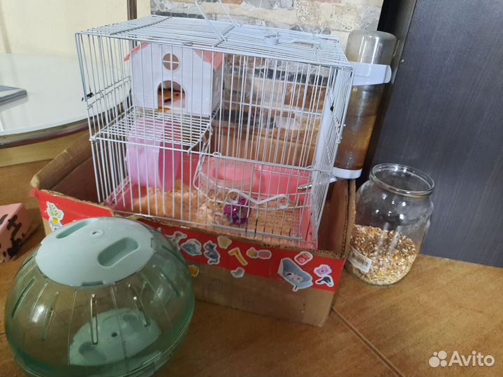 Сирийский хомяк с клеткой