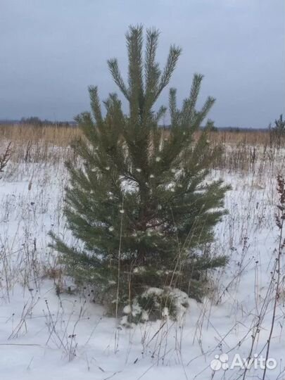 Сосна 1м - 1,5 оптом и в розницу