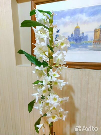 Аполлон