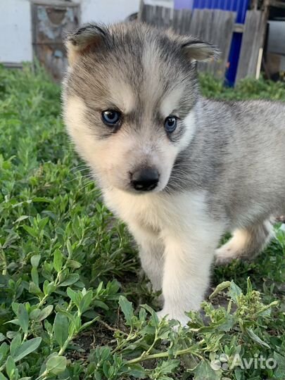 Щенки сибирской хаски