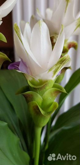 Комнатные и садовые растения