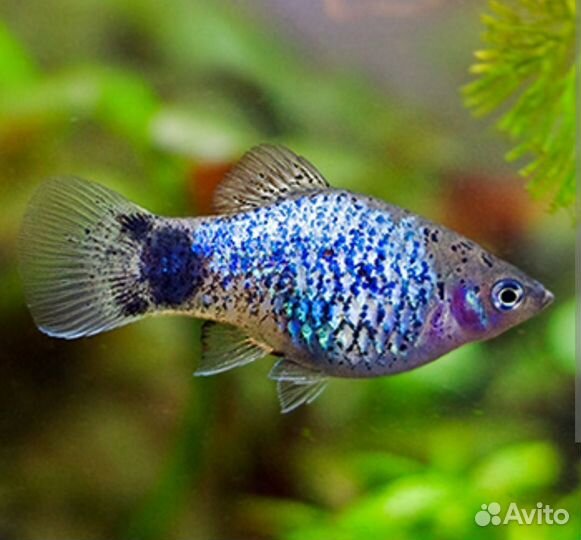 Рыба Пецилия