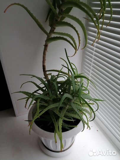 Алоэ лечебный