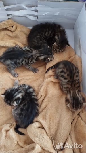 Котята от бенгальской кошки