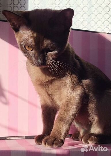 Бурма котята