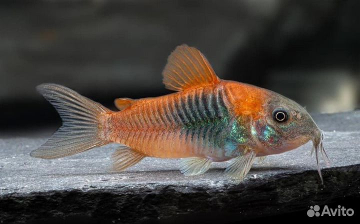 Аквариумные рыбы