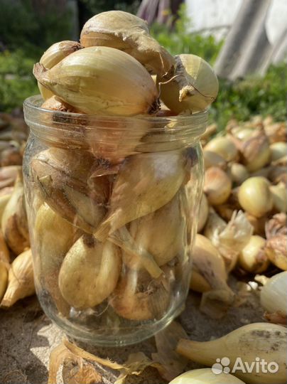 Лук семейный