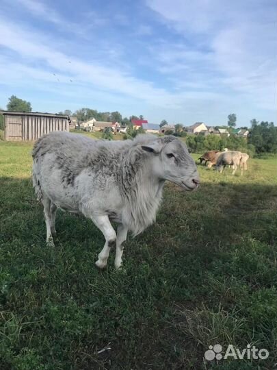 Катумские бараны, ярочки