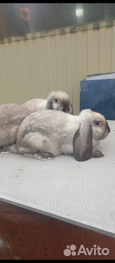 Кролики мясных пород