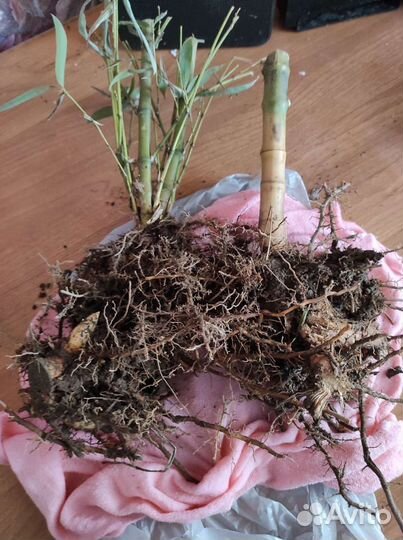 Бамбук живая изгородь корни