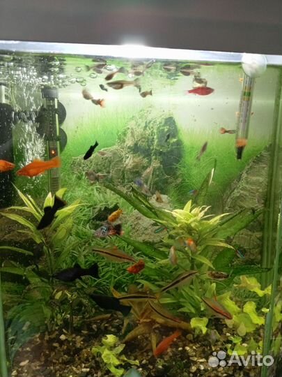 Рыбки гуппи