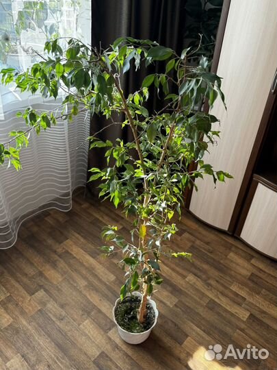 Фикус бенджамина большой