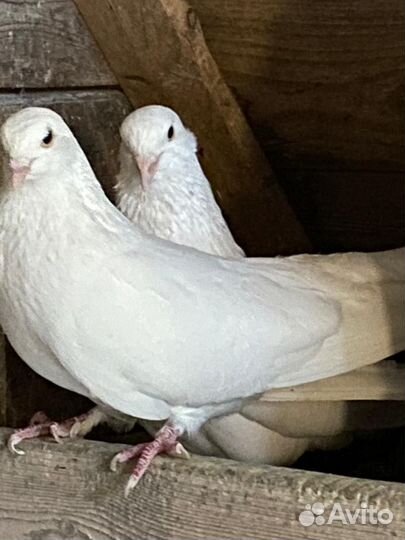 Голуби