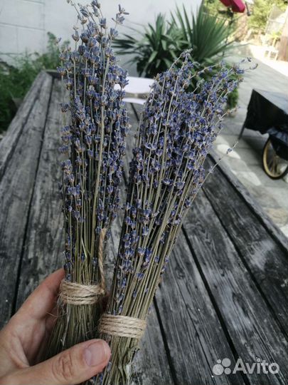 Лаванда крымская сухоцвет