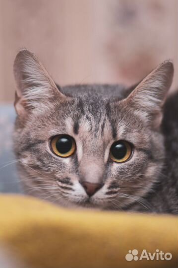 Кошечка ищет дом