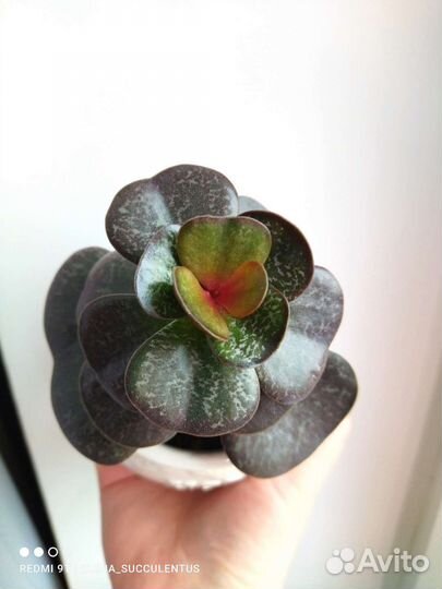 Адромискус. Суккуленты. Сортовые адромискусы