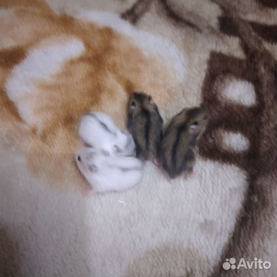 Джунгарский хомяк